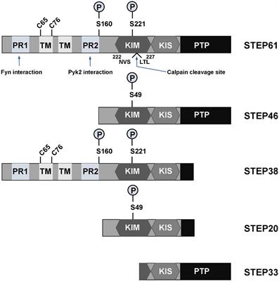 The Implication of STEP in Synaptic Plasticity and Cognitive Impairments in Alzheimer’s Disease and Other Neurological Disorders